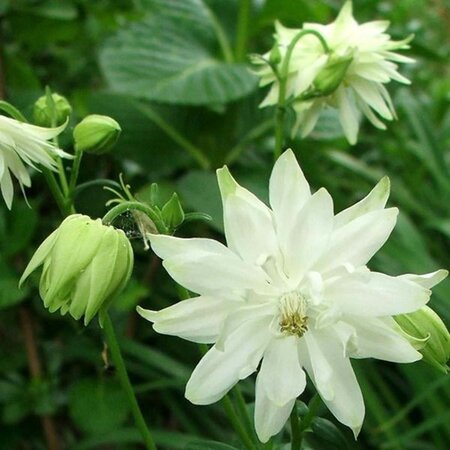 Aquilegia v. 'White Barlow' geen maat specificatie 0,55L/P9cm - afbeelding 1