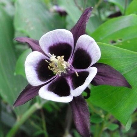 Aquilegia v. 'William Guiness' geen maat specificatie 0,55L/P9cm - afbeelding 2