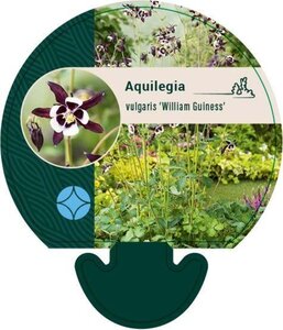 Aquilegia v. 'William Guiness' geen maat specificatie 0,55L/P9cm - afbeelding 1