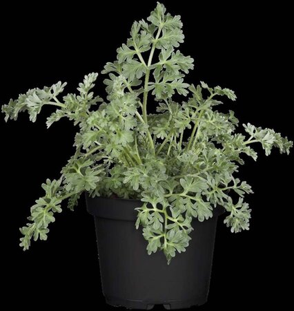 Artemisia absinthium geen maat specificatie 0,55L/P9cm - afbeelding 1