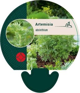 Artemisia absinthium geen maat specificatie 0,55L/P9cm - afbeelding 4