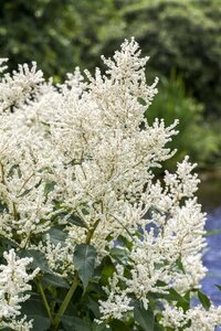 Aruncus dioicus geen maat specificatie 0,55L/P9cm - afbeelding 1