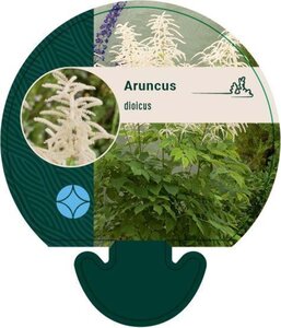 Aruncus dioicus geen maat specificatie 0,55L/P9cm - afbeelding 8