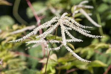 Aruncus dioicus geen maat specificatie 0,55L/P9cm - afbeelding 2