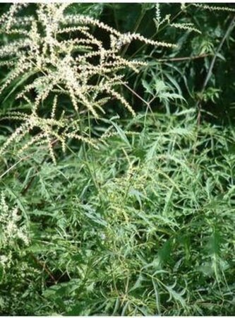 Aruncus dioicus 'Kneiffii' geen maat specificatie 0,55L/P9cm - afbeelding 2