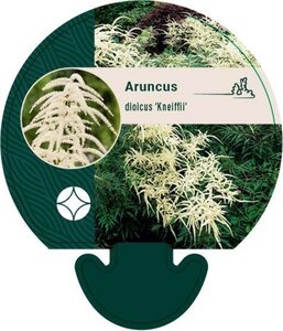 Aruncus dioicus 'Kneiffii' geen maat specificatie 0,55L/P9cm - afbeelding 1