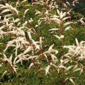 Aruncus 'Horatio' geen maat specificatie 0,55L/P9cm - afbeelding 1