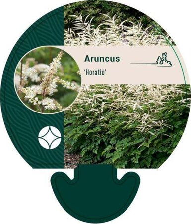 Aruncus 'Horatio' geen maat specificatie 0,55L/P9cm - afbeelding 6