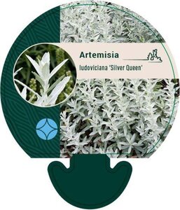 Artemisia lud. 'Silver Queen' geen maat specificatie 0,55L/P9cm