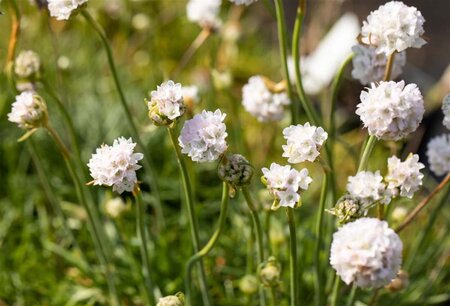 Armeria mar. 'Alba' geen maat specificatie 0,55L/P9cm - afbeelding 1