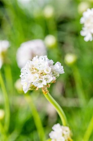 Armeria mar. 'Alba' geen maat specificatie 0,55L/P9cm - afbeelding 2