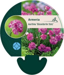 Armeria mar. 'Dusseldorfer Stolz' geen maat specificatie 0,55L/P9cm