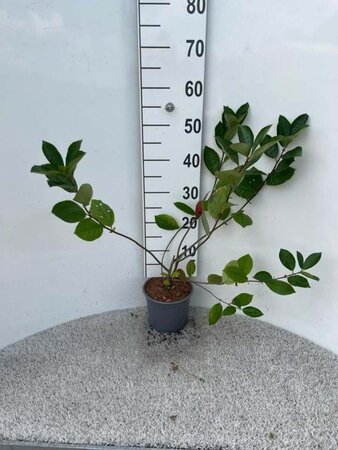 Aronia melanocarpa 40-60 cm cont. 2,0L