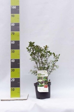 Aronia melanocarpa 40-60 cm cont. 3,0L - afbeelding 3