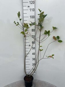 Aronia melanocarpa 80-100 cm cont. 2,0L