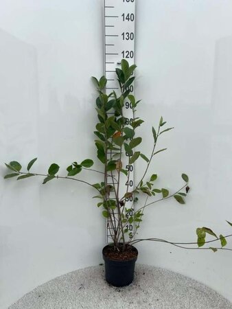 Aronia melanocarpa 80-100 cm cont. 5,0L