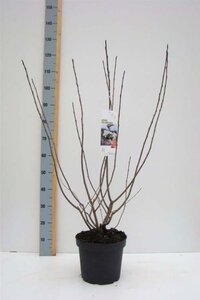 Aronia melanocarpa 80-100 cm cont. 7,5L - afbeelding 4