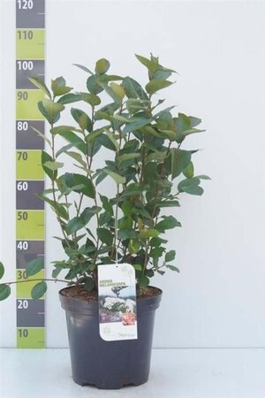 Aronia melanocarpa 80-100 cm cont. 7,5L - image 2