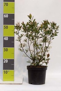 Aronia melanocarpa 'Hugin' 40-60 cm cont. 3,0L - afbeelding 3