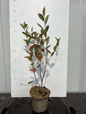 Aronia melanocarpa 'Hugin' 50-60 cm cont. 3,0L