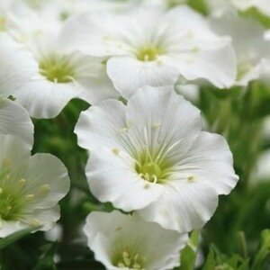 Arenaria montana geen maat specificatie 0,55L/P9cm - afbeelding 6