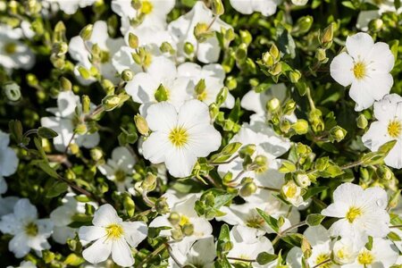 Arenaria montana geen maat specificatie 0,55L/P9cm - afbeelding 1