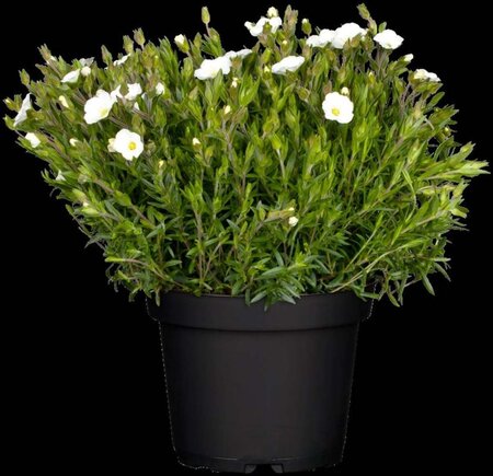 Arenaria montana geen maat specificatie 0,55L/P9cm - afbeelding 3