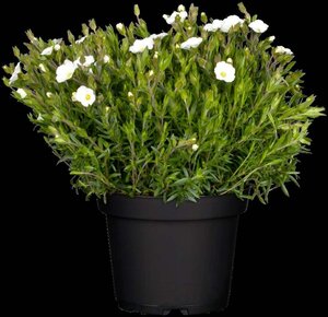 Arenaria montana geen maat specificatie 0,55L/P9cm - afbeelding 3