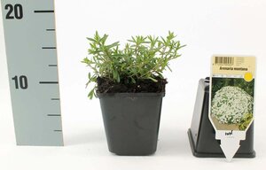 Arenaria montana geen maat specificatie 0,55L/P9cm - afbeelding 4