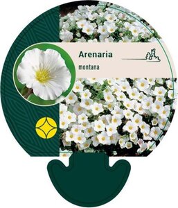 Arenaria montana geen maat specificatie 0,55L/P9cm - afbeelding 5