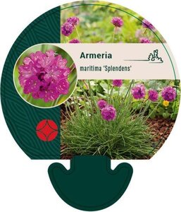 Armeria mar. 'Splendens' geen maat specificatie 0,55L/P9cm - afbeelding 3