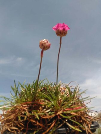 Armeria mar. 'Splendens' geen maat specificatie 0,55L/P9cm - afbeelding 2