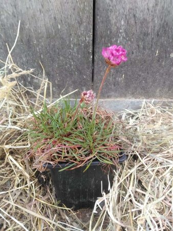 Armeria mar. 'Splendens' geen maat specificatie 0,55L/P9cm - afbeelding 1