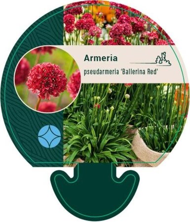 Armeria ps. 'Ballerina Red' geen maat specificatie 0,55L/P9cm - afbeelding 1