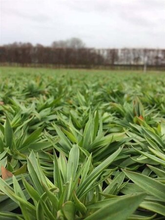 Armeria ps. 'Ballerina White' geen maat specificatie 0,55L/P9cm - afbeelding 2