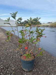 Aronia prunifolia 'Viking' 60-80 cm cont. 10L