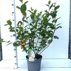 Aronia prunifolia 'Viking' 60-80 cm cont. 5,0L - afbeelding 1