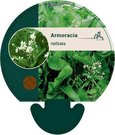 Armoracia rusticana geen maat specificatie 0,55L/P9cm - afbeelding 7