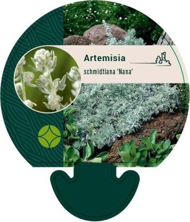 Artemisia schmidt. 'Nana' geen maat specificatie 0,55L/P9cm - afbeelding 4