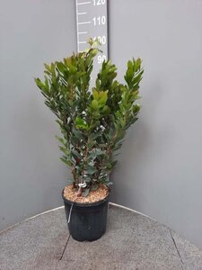 Arbutus unedo 60-80 cm cont. 10L