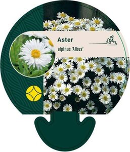 Aster alpinus 'Albus' geen maat specificatie 0,55L/P9cm - afbeelding 3