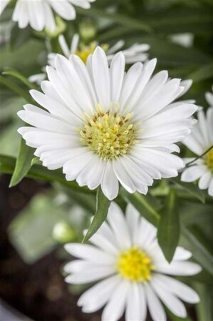 Aster alpinus 'Albus' geen maat specificatie 0,55L/P9cm - afbeelding 1