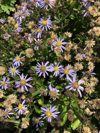 Aster ageratoides 'Adustus Nanus' geen maat specificatie 0,55L/P9cm