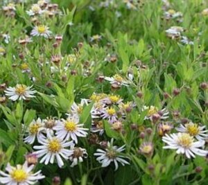 Aster ageratoides 'Asran' geen maat specificatie 0,55L/P9cm - afbeelding 1