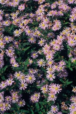 Aster ageratoides 'Asran' geen maat specificatie 0,55L/P9cm - afbeelding 10