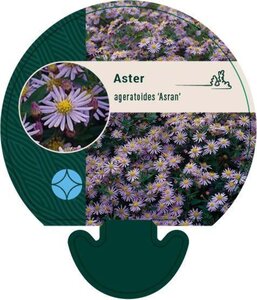 Aster ageratoides 'Asran' geen maat specificatie 0,55L/P9cm - afbeelding 8