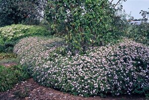 Aster ageratoides 'Asran' geen maat specificatie 0,55L/P9cm - afbeelding 9