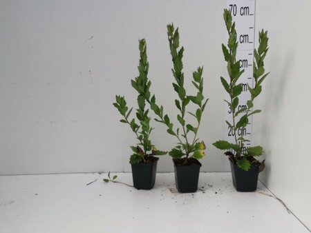 Aster ageratoides 'Asran' geen maat specificatie 0,55L/P9cm - afbeelding 11