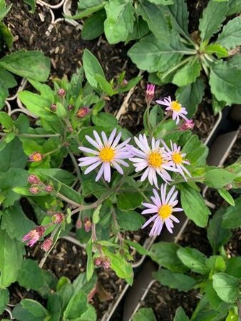 Aster ageratoides 'Asran' geen maat specificatie 0,55L/P9cm - afbeelding 7