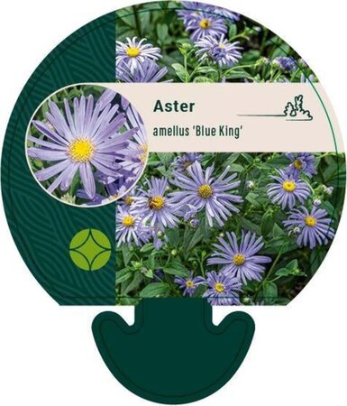 Aster amellus 'Blue King' geen maat specificatie 0,55L/P9cm - afbeelding 3